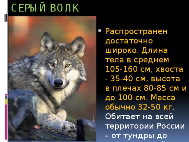 Описание серого волка. Характер волка. Характеристика серого волка. Где обитают волки в России.