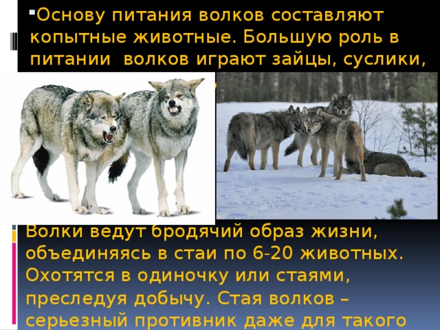 Сколько лет живут волки. Образ жизни Волков. Тип питания волка.