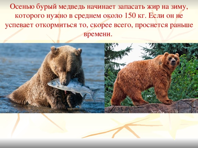 Сочинение про бурого медведя 5. Медведь запасается на зиму. Медведь запасает жир. Камчатский бурый медведь картина 5 класс. Накопление жира медведи.