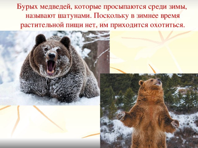 Когда просыпаются медведи в сибири. Медведь проснулся. Медведь который проснулся зимой. Медведь после спячки. Бурый медведь проснулся.