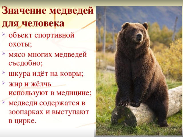 Значение медведя в лесу. Образ жизни медведя. Роль медведя в природе. Бурый медведь польза для человека.