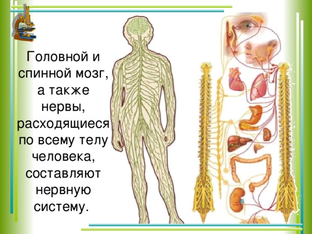 Головной и спинной мозг человека картинки