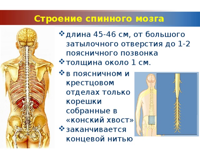 Заполните таблицу функции спинного мозга. Конский хвост позвоночника. Фиксация спинного мозга у ребенка в крестцово поясничном отделе. Где находится конский хвост. На каком уровне начинается конский хвост.