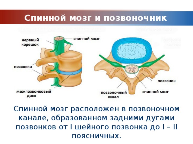 Где проходит спинной мозг в позвоночнике фото