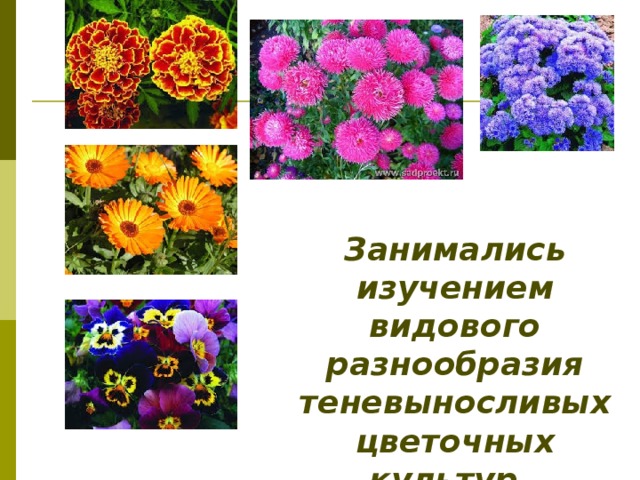 Занимались изучением видового разнообразия теневыносливых цветочных культур. 