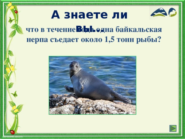 А знаете ли вы… что в течение года одна байкальская нерпа съедает около 1,5 тонн рыбы?