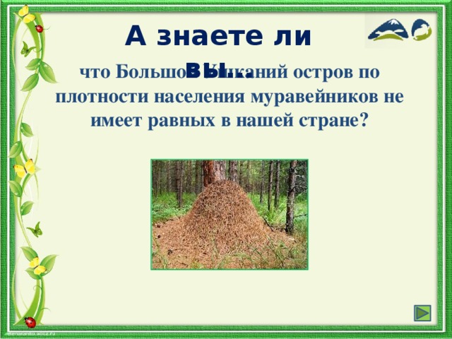 А знаете ли вы… что Большой Ушканий остров по плотности населения муравейников не имеет равных в нашей стране?