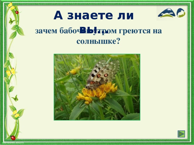 А знаете ли вы… зачем бабочки утром греются на солнышке?