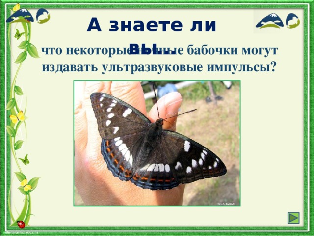 А знаете ли вы… что некоторые ночные бабочки могут издавать ультразвуковые импульсы?