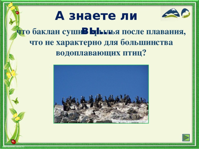 А знаете ли вы… что баклан сушит крылья после плавания, что не характерно для большинства водоплавающих птиц?