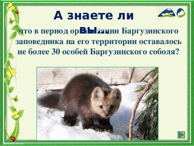 А знаете ли вы… что в период организации Баргузинского заповедника на его территории оставалось не более 30 особей Баргузинского соболя?