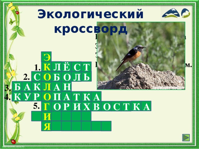 Экологический кроссворд Не подумай, будто спичка Загорелась под кустом,- Это птичка – невеличка Под кустом трясёт хвостом. Э 1. К Л С Ё Т 2. О С Ь О Б Л 3. Л Н А Б К А 4. Р О К У А П А Т К 5. А К И Г Р Т С Х В О О И Я