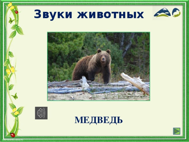 Медведь звук. Звук мишки. Звук медведя. Какие звуки издает медведь. Медведь издает звук.