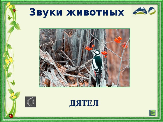 Звуки животных ДЯТЕЛ
