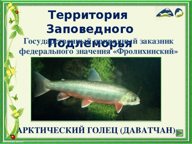 Территория Заповедного Подлеморья Государственный природный заказник федерального значения «Фролихинский» АРКТИЧЕСКИЙ ГОЛЕЦ (ДАВАТЧАН)