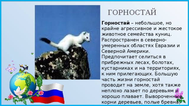 Горностай картинка с описанием