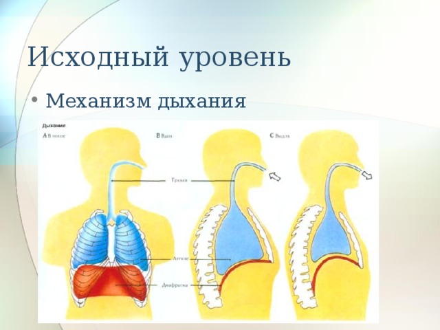 Словесная схема механизма дыхания