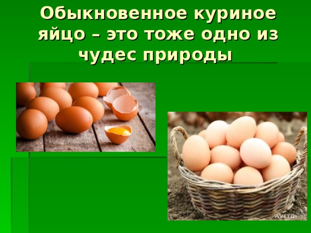 Обыкновенное куриное яйцо – это тоже одно из чудес природы  