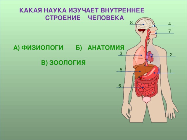 Строение тела человека изучает. Изучение строения человека. Изучаем строение человека. Наука изучающая строение тела человека. Изучение строения тела.