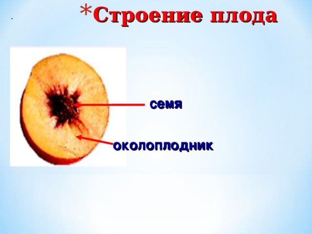 Строение плода. Околоплодник томата. Строение околоплодника рябины. Строение плода рябины. Основные части плод рябины.