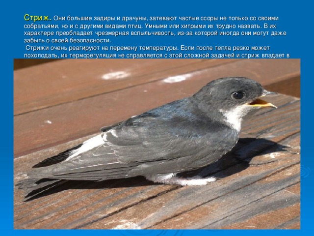 Птицы брянской области фото с названиями и описанием