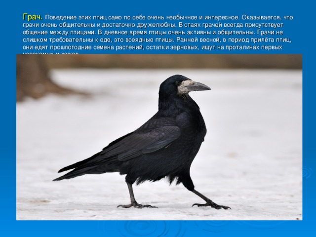Грач.  Поведение этих птиц само по себе очень необычное и интересное. Оказывается, что грачи очень общительны и достаточно дружелюбны. В стаях грачей всегда присутствует общение между птицами. В дневное время птицы очень активны и общительны. Грачи не слишком требовательны к еде, это всеядные птицы. Ранней весной, в период прилёта птиц, они едят прошлогодние семена растений, остатки зерновых, ищут на проталинах первых насекомых и жуков. 
