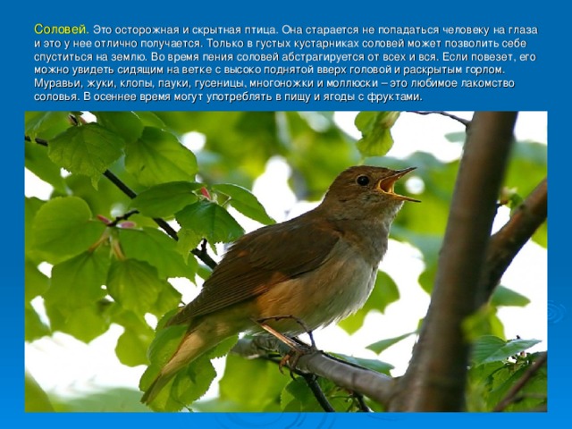 Птицы брянской области фото с названиями и описанием