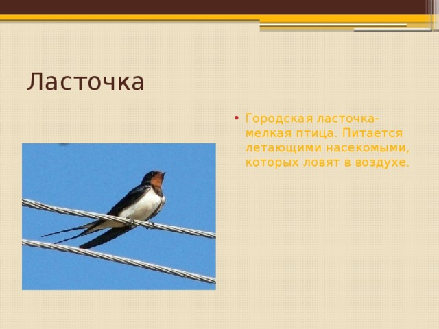 Ласточка Городская ласточка- мелкая птица. Питается летающими насекомыми, которых ловят в воздухе. 