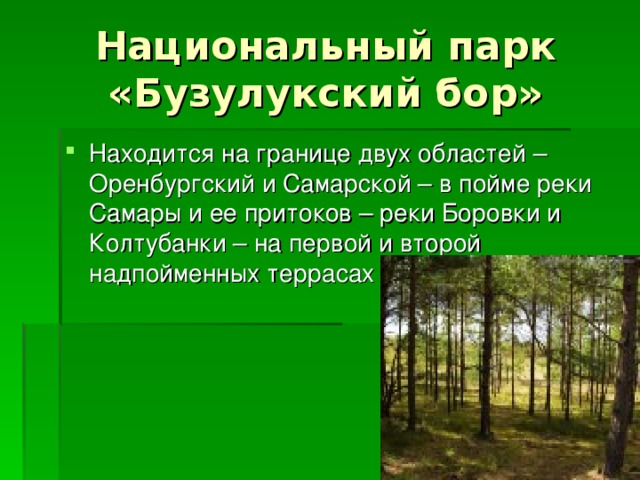 Проект бузулукский бор