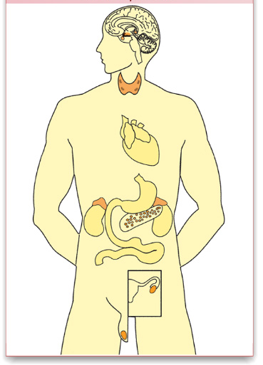 Эндокринные железы человека рисунок