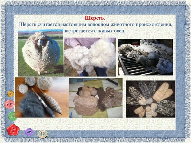 Шерсть.    Шерсть считается настоящим волокном животного происхождения, настригается с живых овец. 