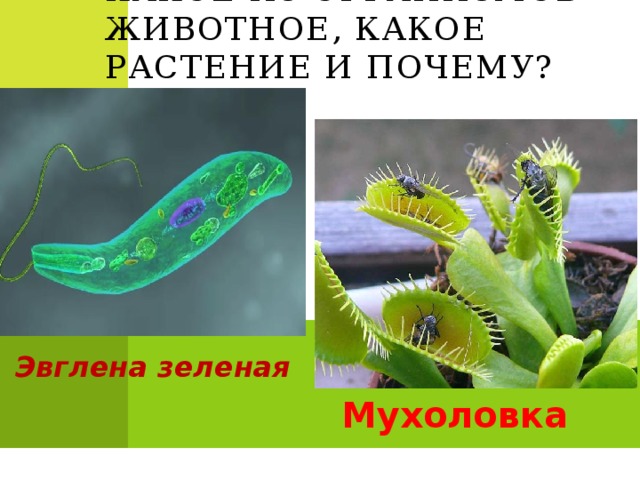 Какое из организмов животное, какое растение и почему? Эвглена зеленая Мухоловка  