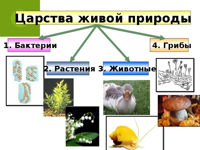 Царства живой природы  1. Бактерии  4. Грибы  2. Растения  3. Животные 