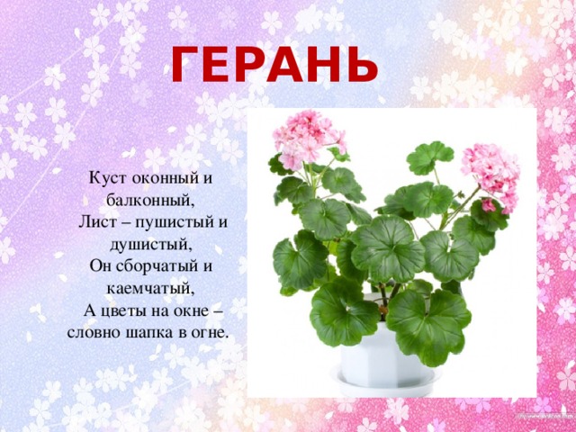 Р§С‚Рѕ РѕР±С‰РµРіРѕ С†РІРµС‚С‹