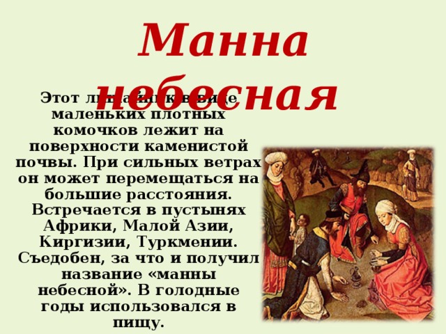 Манна небесная происхождение. Манна Небесная лишайник. Манна Небесная информация. Сообщение о манне небесной. Манна Небесная миф.