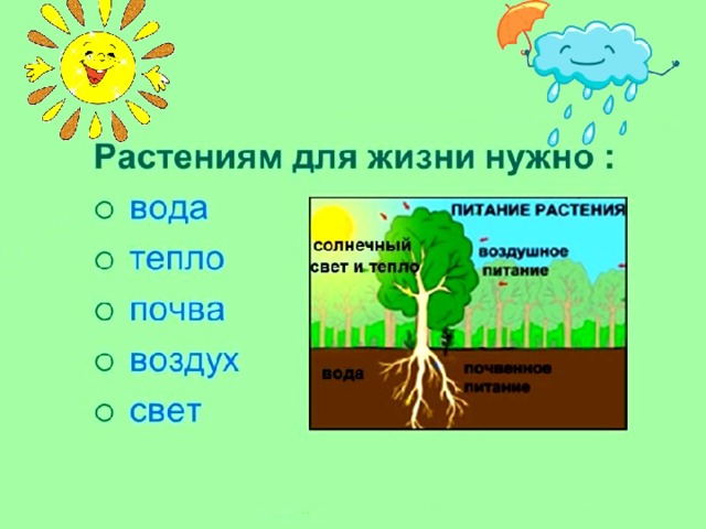 Проект растения и вода