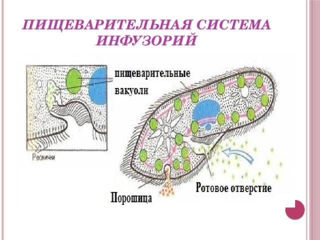 Способ питания инфузории туфельки