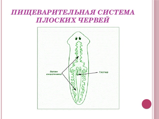 Пищеварительная система плоских червей. Строение пищеварительной системы плоских червей. Пищеварительная система плоских червей 7 класс. Пищеварительная и выделительная система плоских червей. Пищеварительная система плоских червей схема.