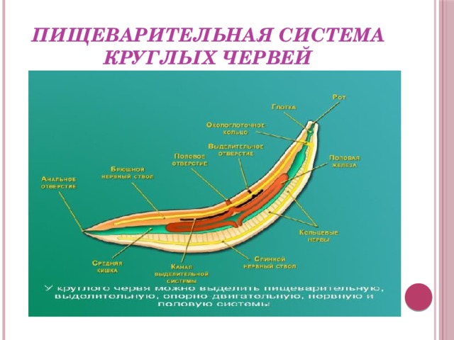 Строение пищеварительной системы червя. Пищеварительная система круглых червей особенности строения. Черви круглые строение типы систем. Системы органов Тип круглые черви пищеварительная система. Строение пищевой системы у круглых червей.