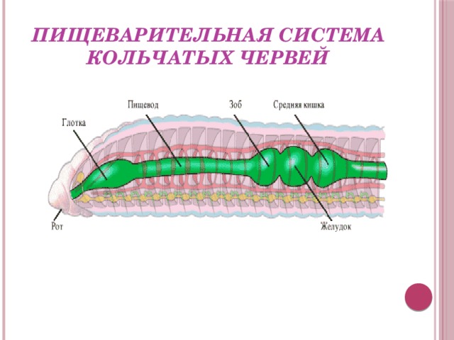 Пищеварительная система органов кольчатых червей. Тип пищеварения кольчатых червей. Пищеварительная система кольчатых червей схема. Тип кольчатые черви пищеварительная система. Пищеварительная система червя схема.