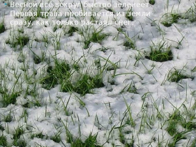 Весной все вокруг быстро зеленеет. Первая трава пробивается из земли сразу, как только растаял снег. 
