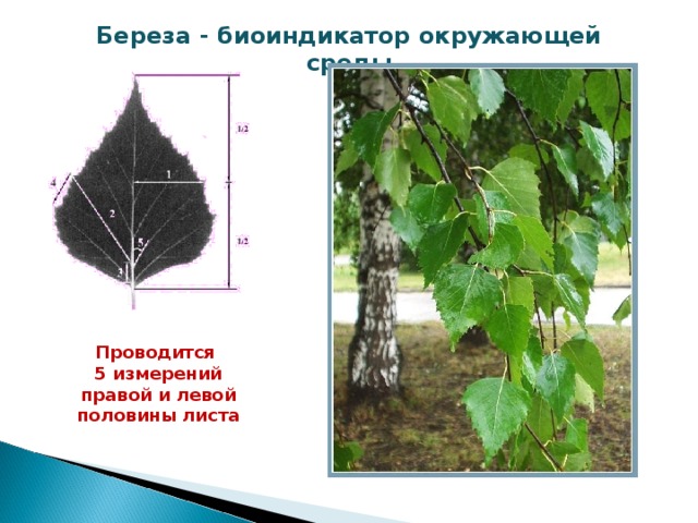 Рассмотрите фотографию листа березы