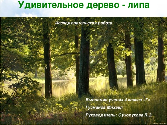 Удивительное дерево - липа   Исследовательская работа Выполнил ученик 4 класса «Г» Гусманов Михаил Руководитель: Сухорукова Л.З. Выполнил ученик 4 класса «Г» Гусманов Миша  