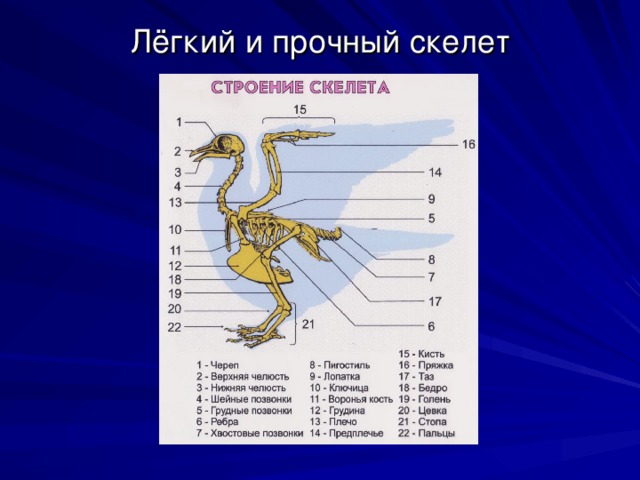 Презентация на тему какие части тела птицы являются рычагами презентация