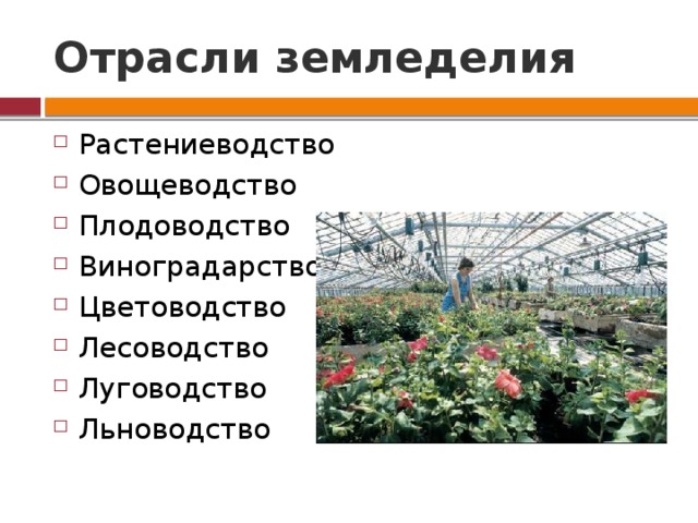 Дайте характеристику отрасли растениеводства по плану