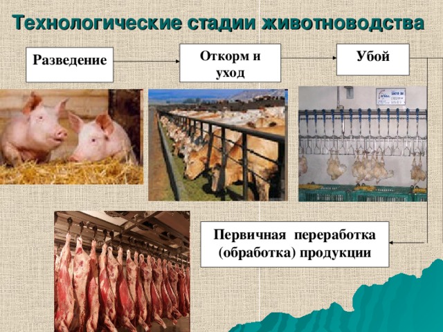 Технологические стадии животноводства  Откорм и уход Убой Разведение Первичная переработка (обработка) продукции 