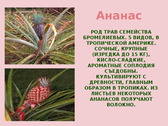 Растение южной америки презентация
