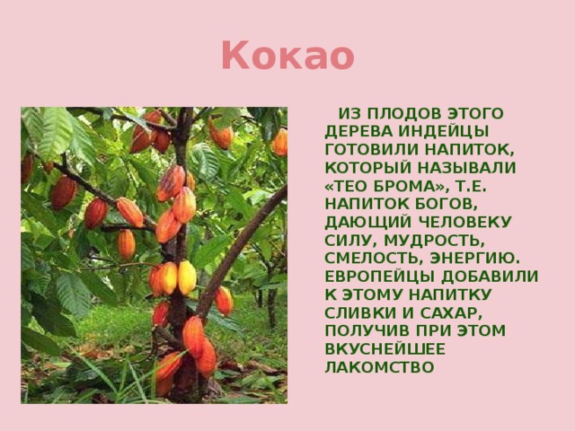 Растение южной америки презентация