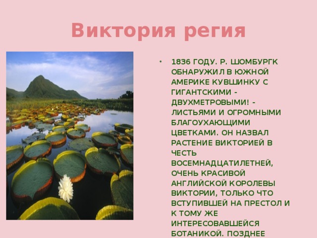 Растение южной америки презентация