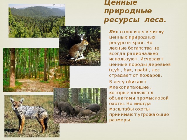 Какие есть природные богатства в краснодарском крае. Природные богатства Кубани. Лесные ресурсы Кубани. Природные богатства Краснодарского края. Какие природные богатства есть в Краснодарском крае.